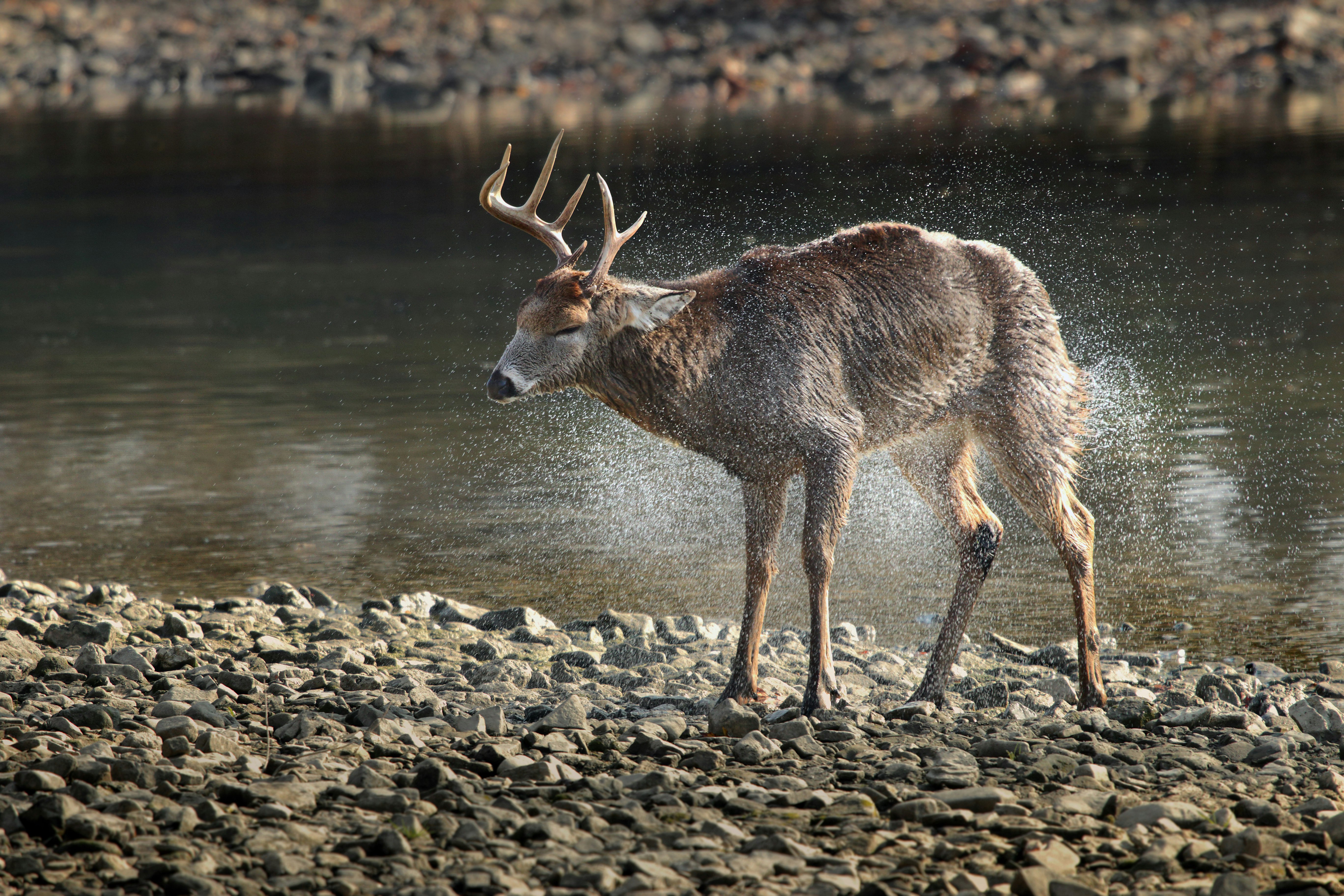 brown deer near body of water
